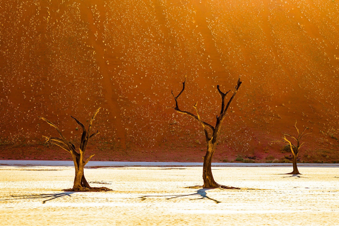 Three dead camel thorn trees on the white clay pan of Deadvlei before a glowing red dune, Namibia — fine art photography print by Martin Sojka