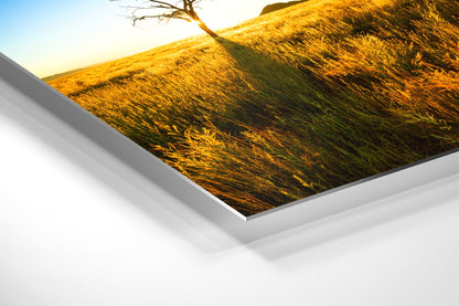 Golden Grass - Namib Rand - Photography Wall Art - ChromaLuxe Metal Print