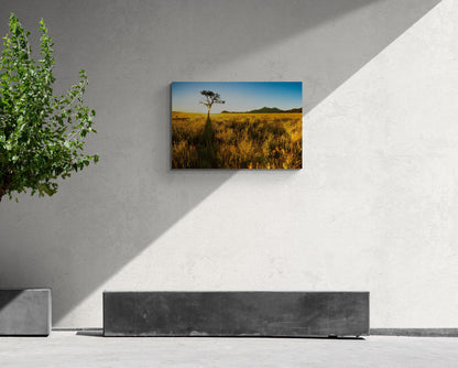 Golden Grass - Namib Rand - Photography Wall Art - ChromaLuxe Metal Print