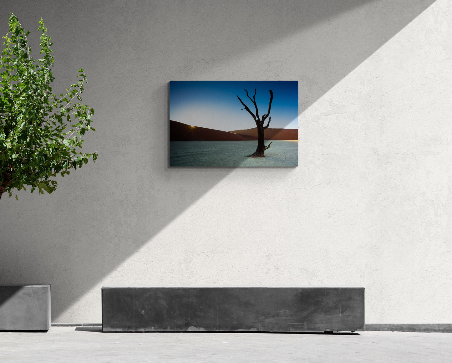 Rooted in Silence - Deadvlei, Namibia - Photography Wall Art - ChromaLuxe Metal Print