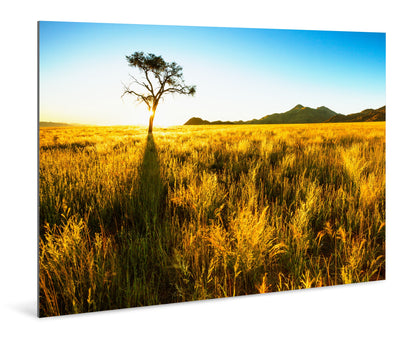 Golden Grass - Namib Rand - Photography Wall Art - ChromaLuxe Metal Print