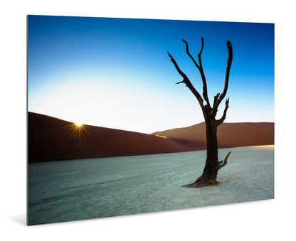 Rooted in Silence - Deadvlei, Namibia - Photography Wall Art - ChromaLuxe Metal Print